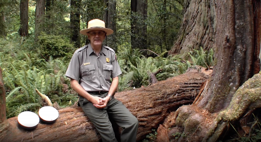 Greg Litten sits on a fallen redwood tree